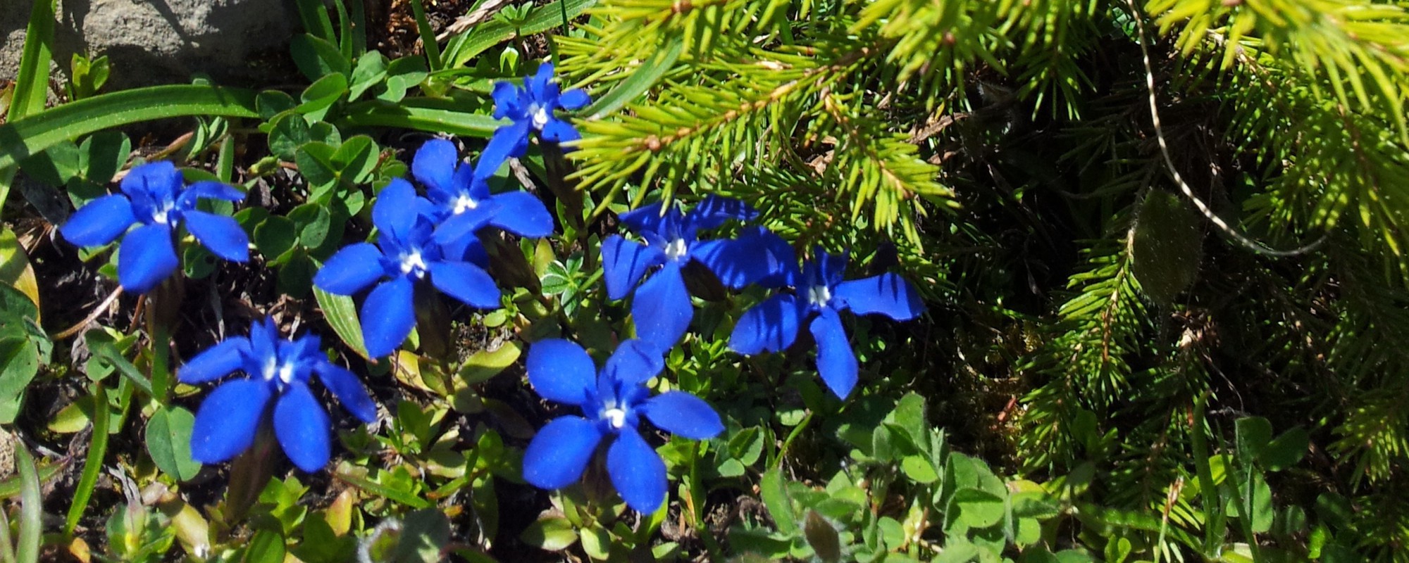 Titelbild, Enzianblüte