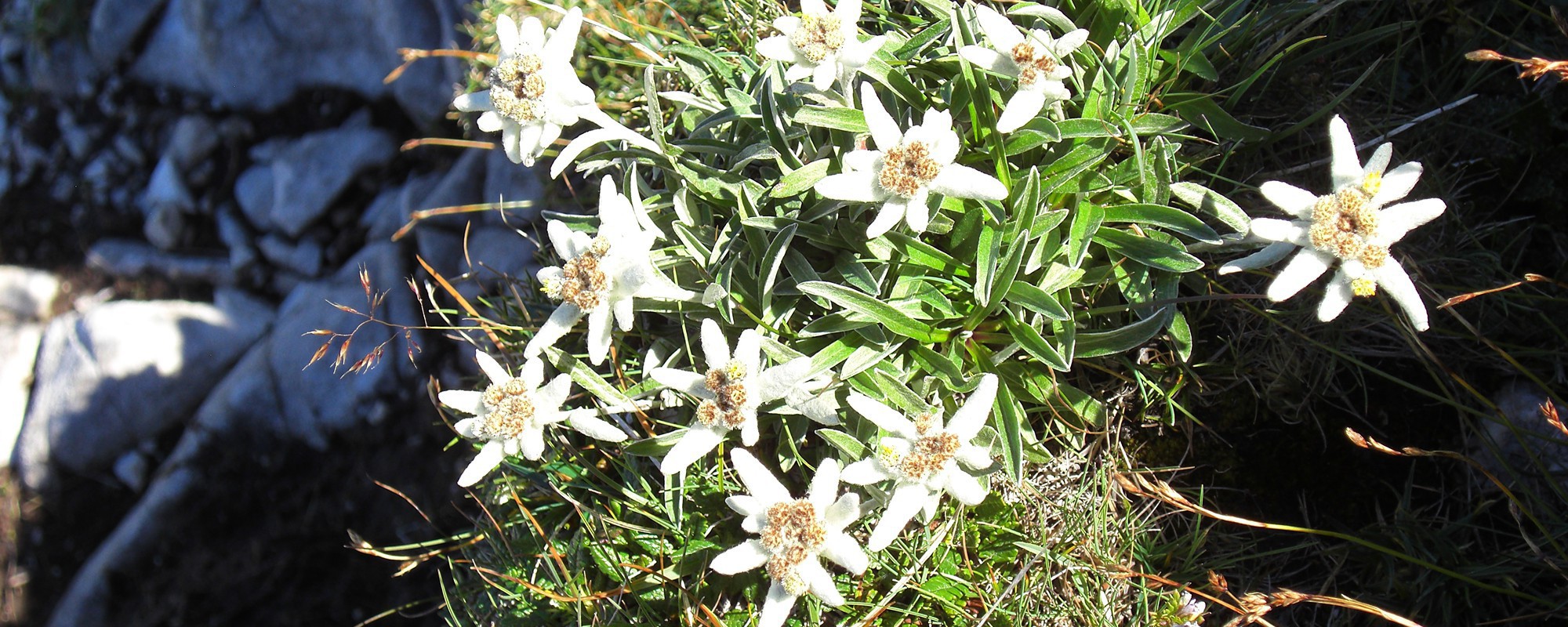 Titelbild, Enzianblumen
