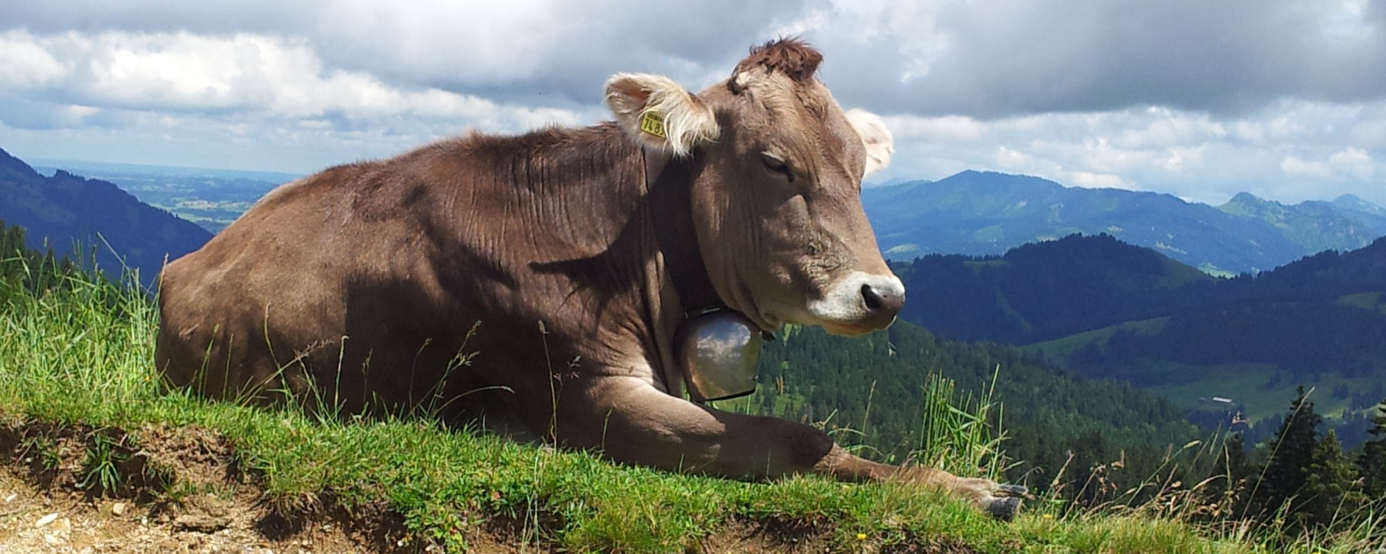 Titelbild, Kuh mit Panoramablick